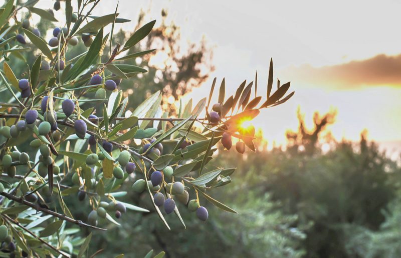 Hiệu quả điều trị của tế bào gốc trung mô có nguồn gốc từ dây rốn ở bệnh nhân tiểu đường tuýp 2